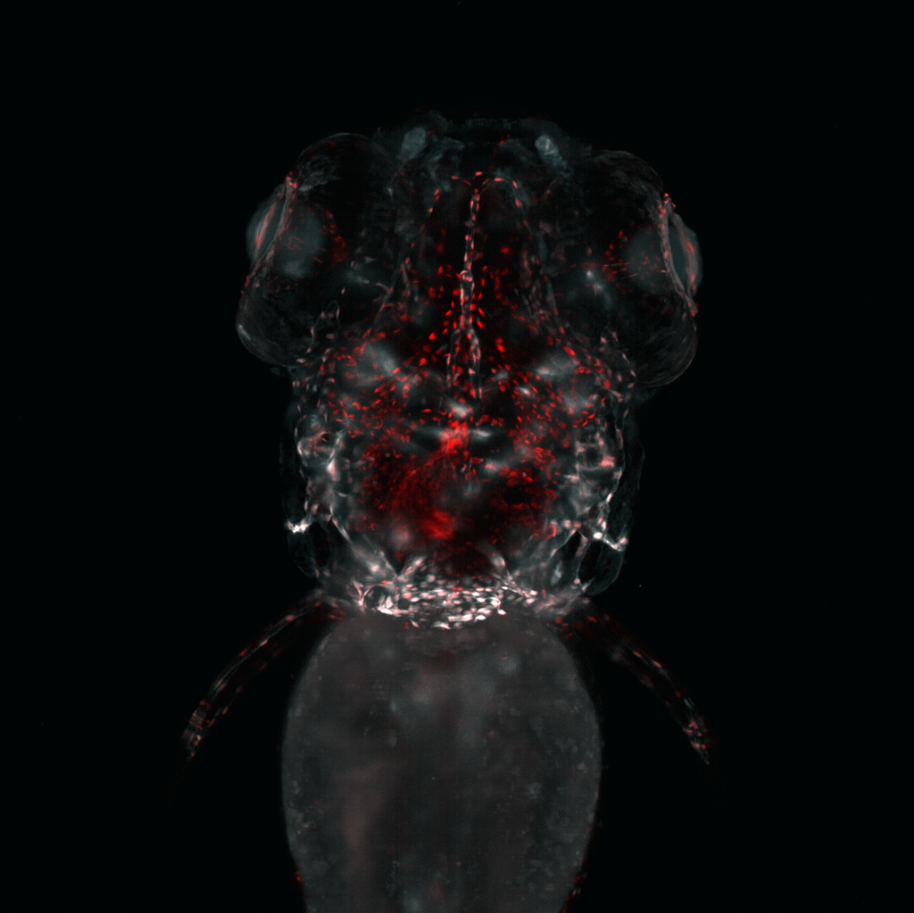 Death of a zebrafish